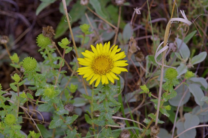 Havard's Gumweed photo 5