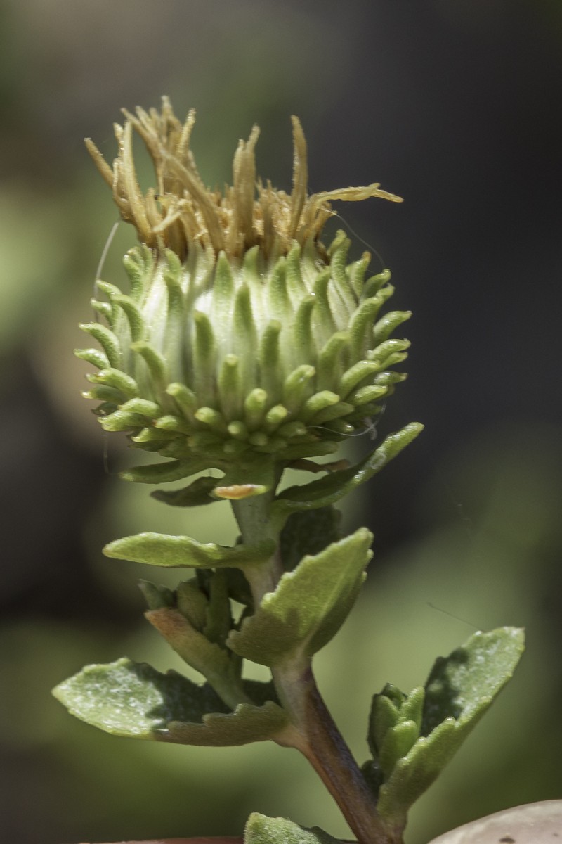 Havard's Gumweed photo 6