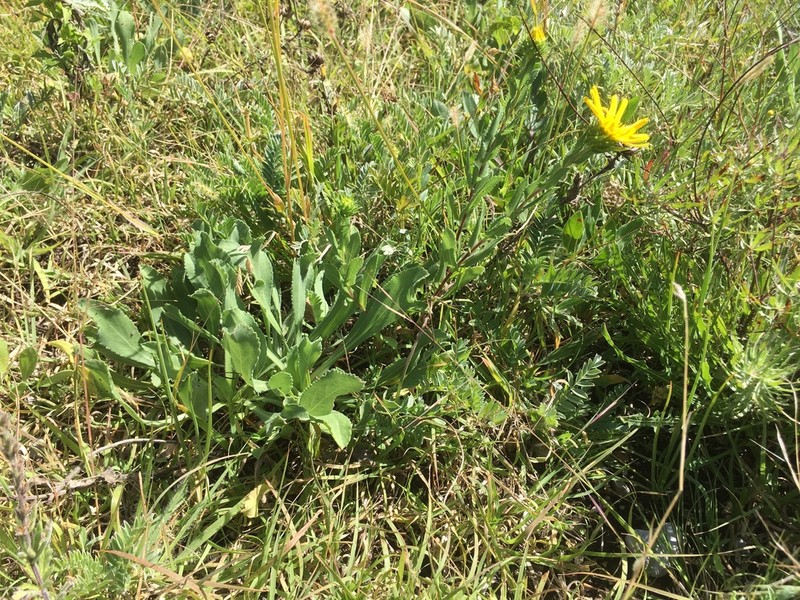 Grindelia hintoniorum
