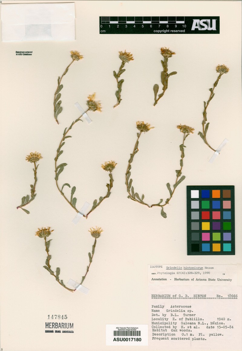 Grindelia hintoniorum photo 2