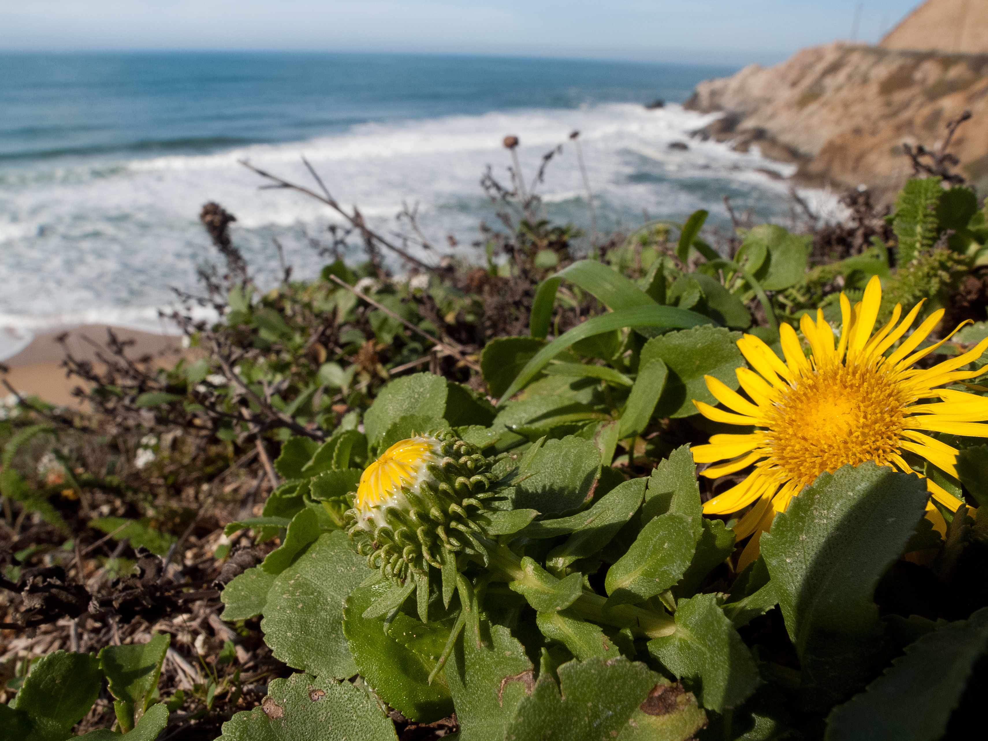 Hairy Gumweed