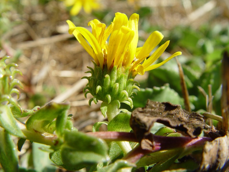 Pointed Gumweed photo 2