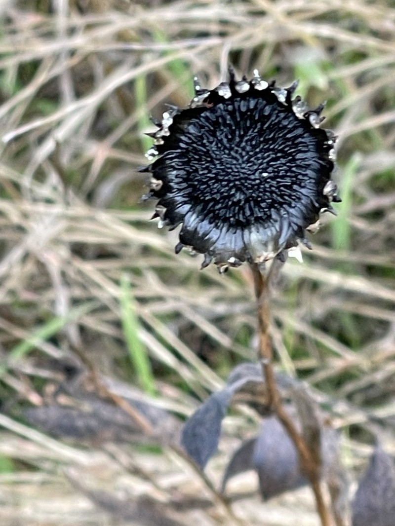 Pointed Gumweed photo 4