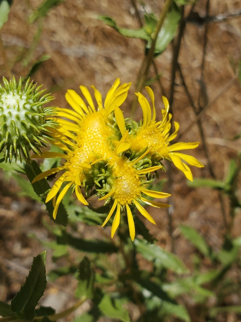 Pointed Gumweed photo 6