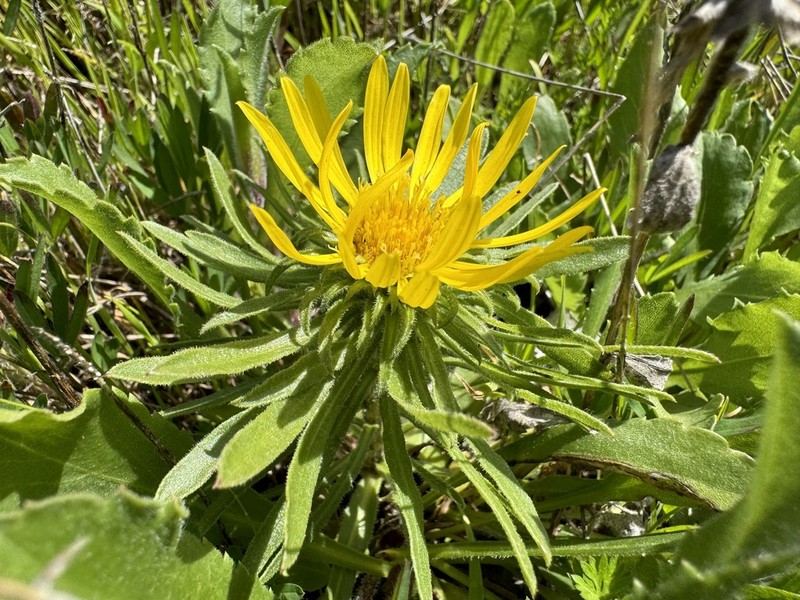 Pointed Gumweed photo 7