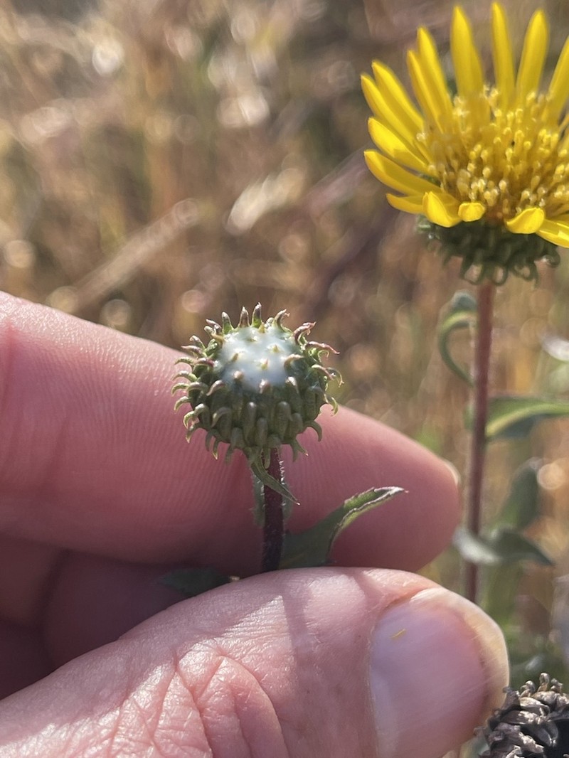 Sharpleaf Gumweed photo 6