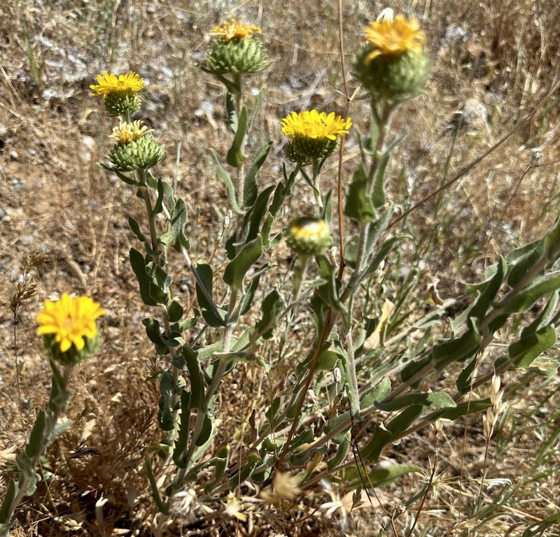 Sharpleaf Gumweed photo 8