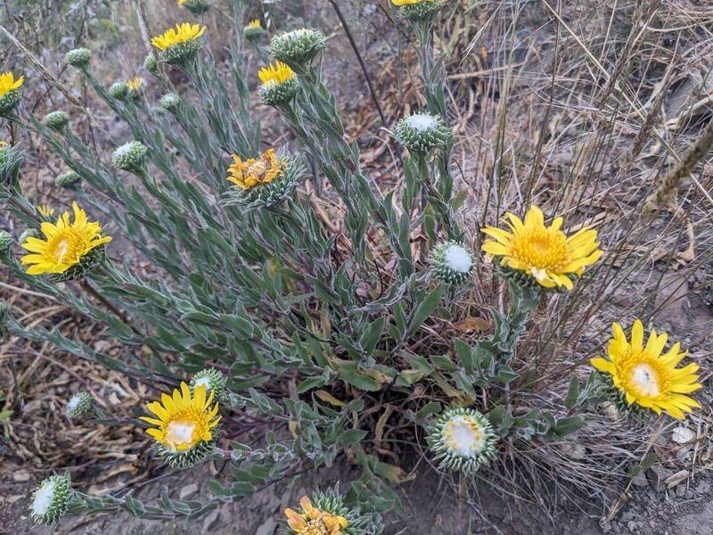 Hairy Gumweed