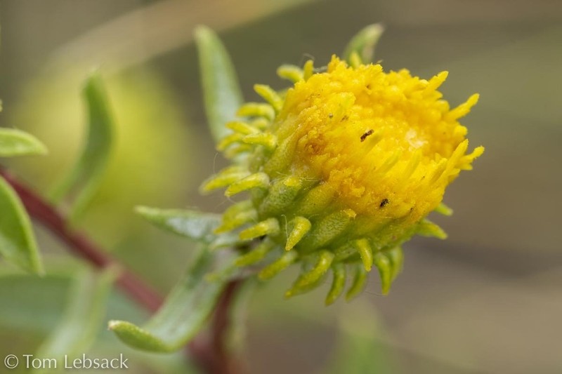 Hairy Gumweed photo 2