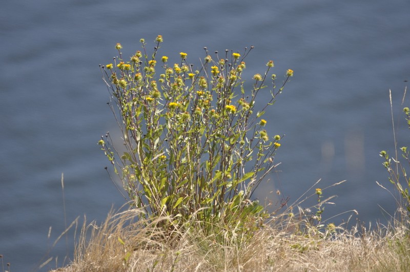 Hairy Gumweed photo 7