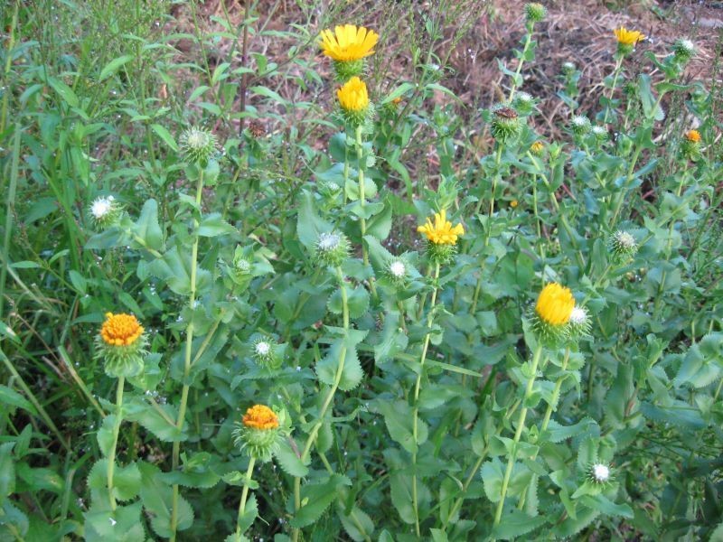 Grindelia hirtella