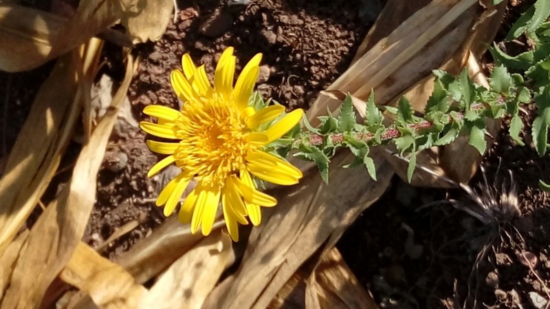 Grindelia hirtella photo 3