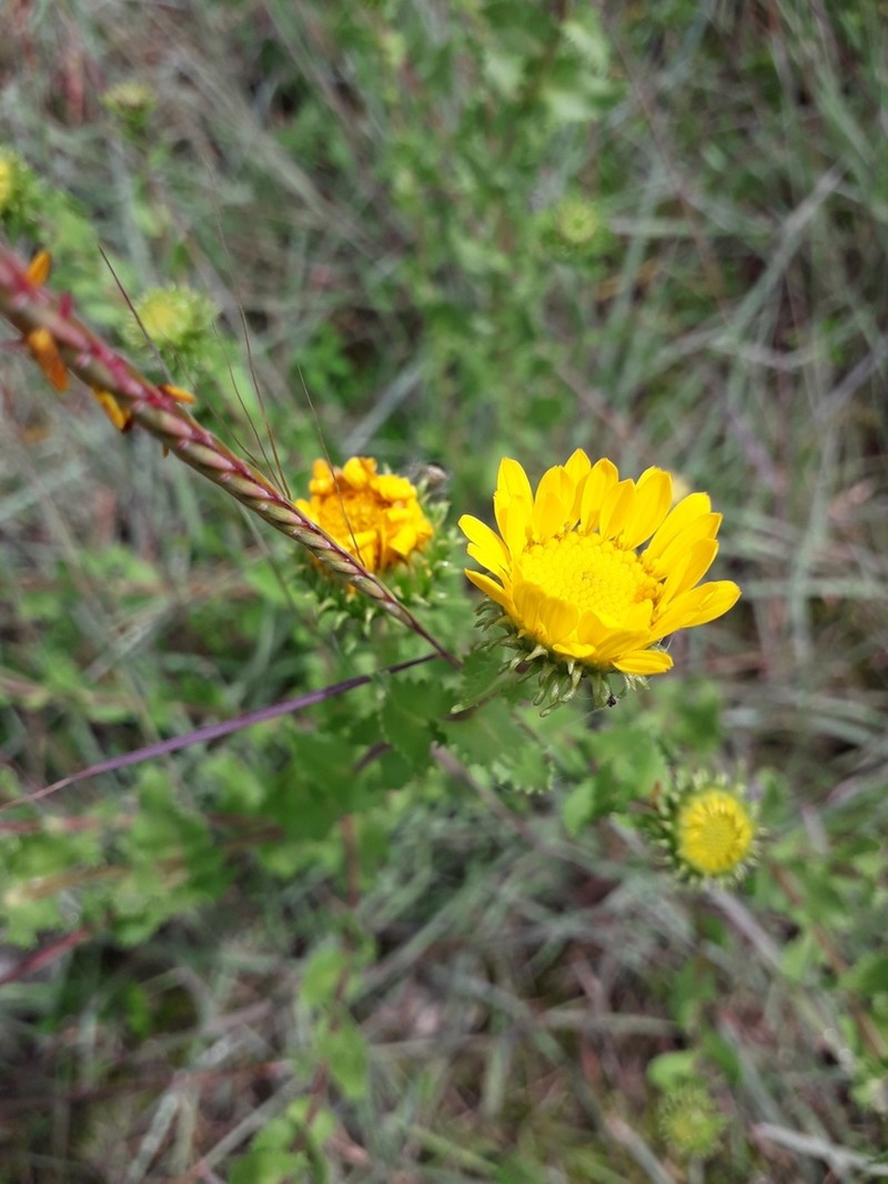 Grindelia hirtella photo 4