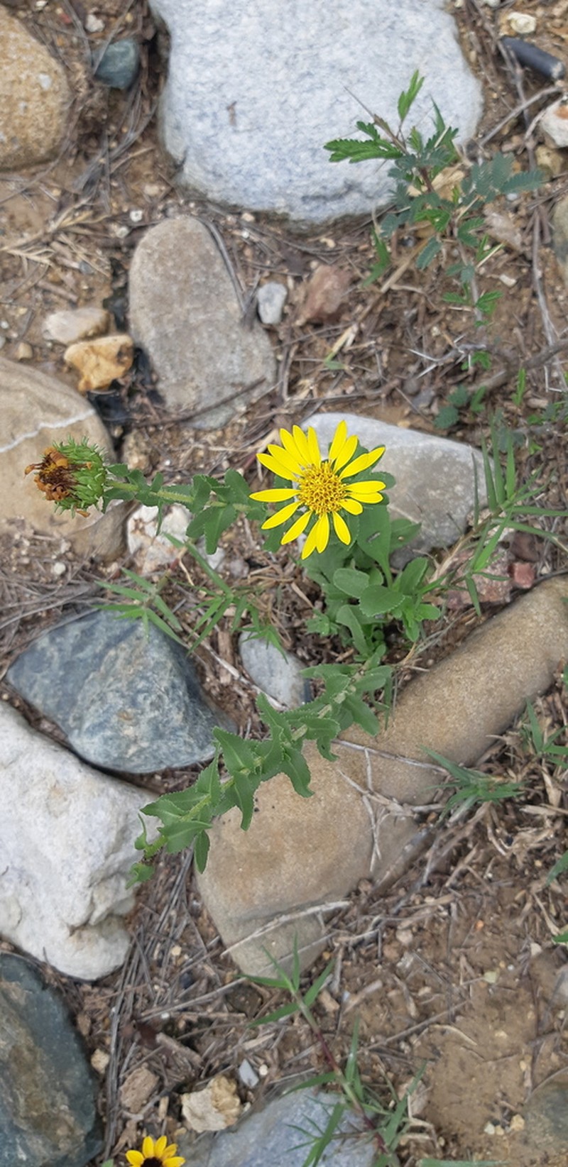 Grindelia hirtella photo 5