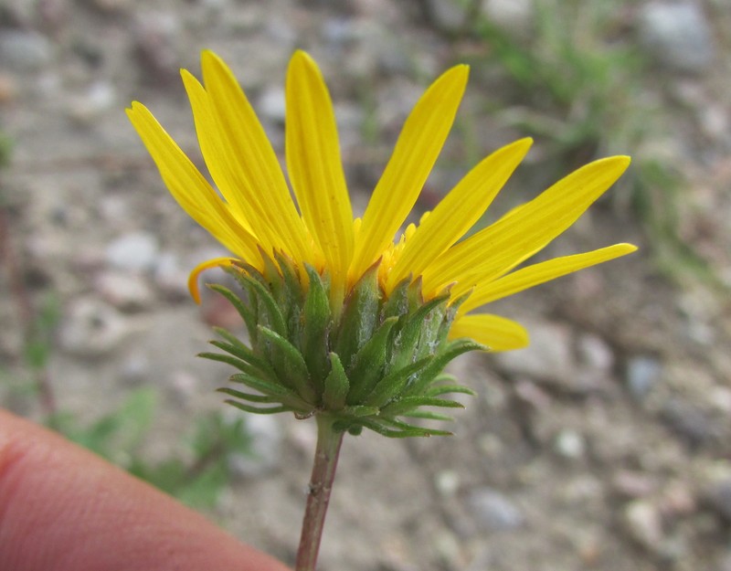 Grindelia hirtella photo 6