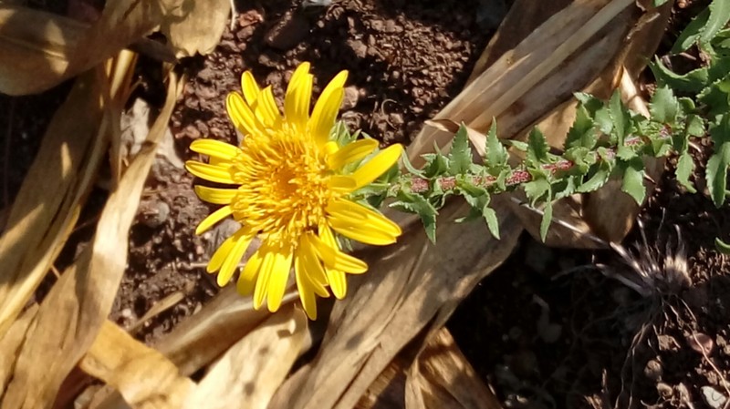 Grindelia hirtella photo 7