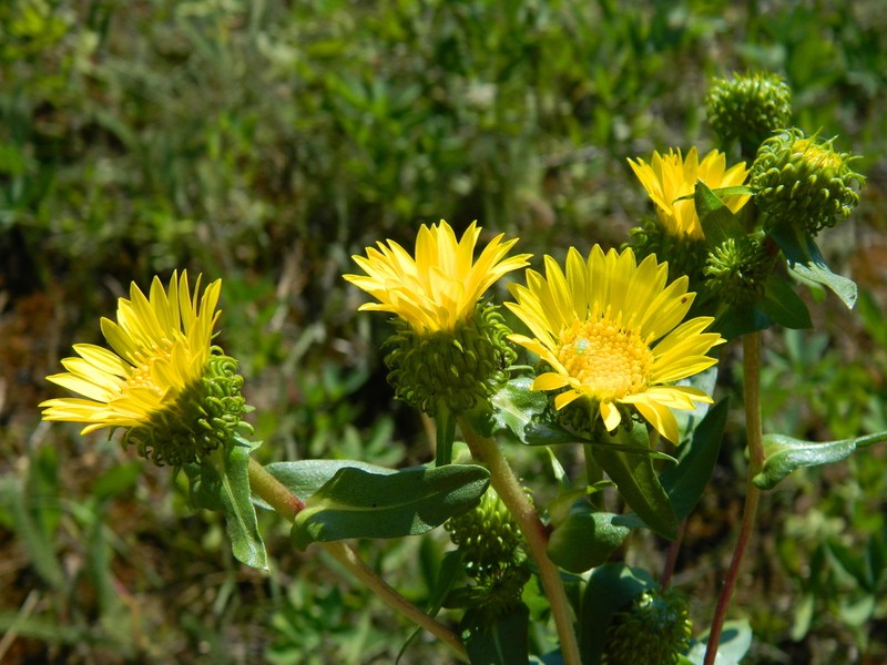 Howell's Gumweed