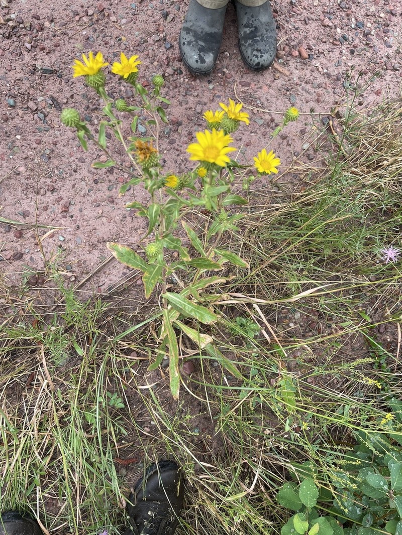 Howell's Gumweed photo 2
