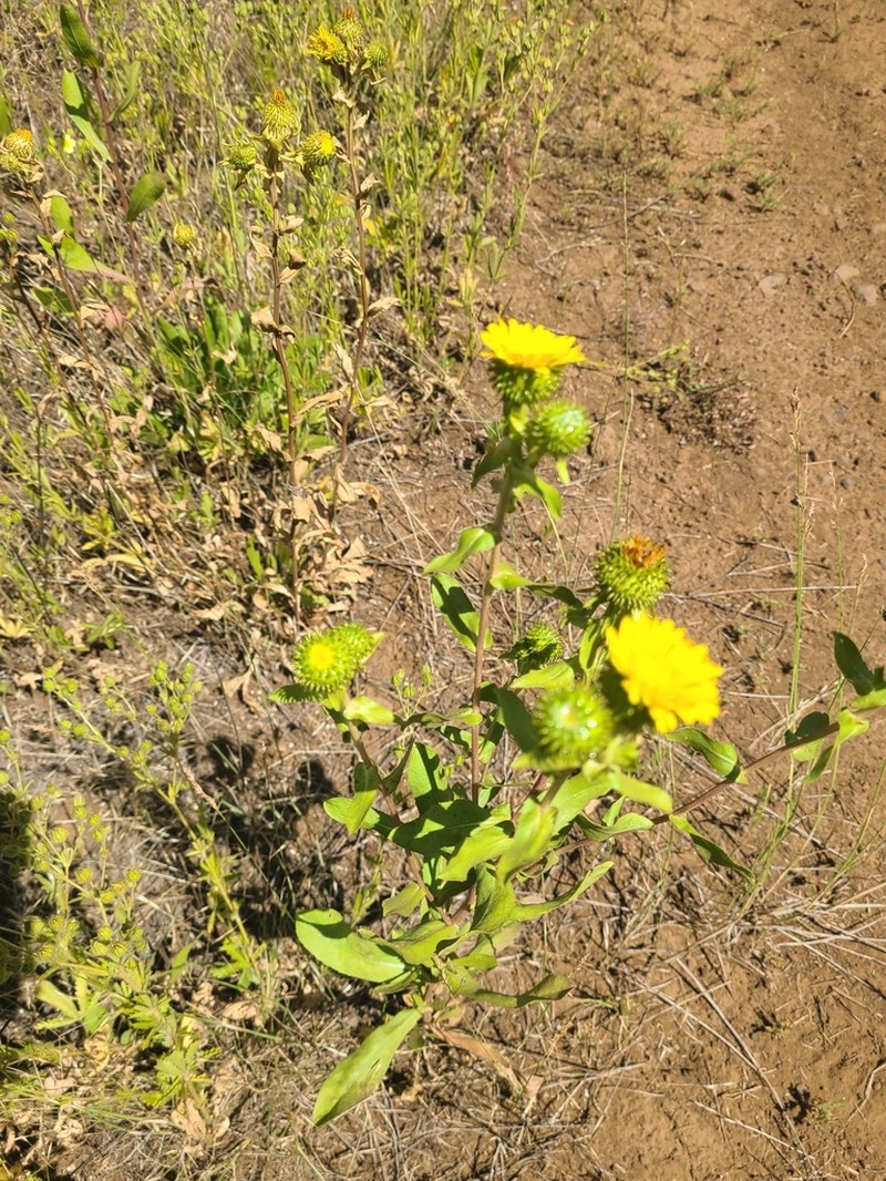 Howell's Gumweed photo 3