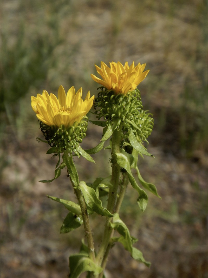 Howell's Gumweed photo 4