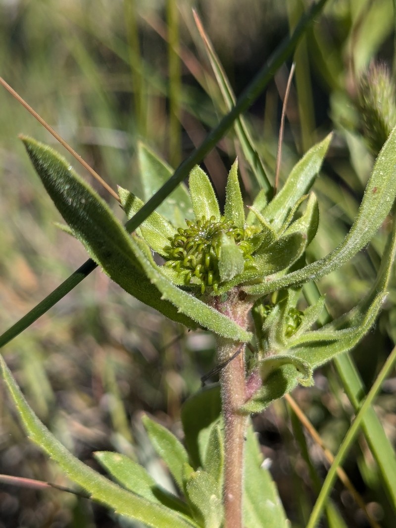 Howell's Gumweed photo 5