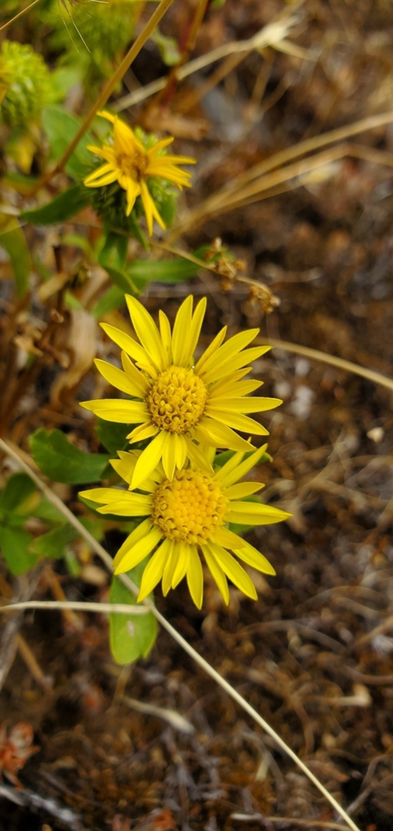 Howell's Gumweed photo 6