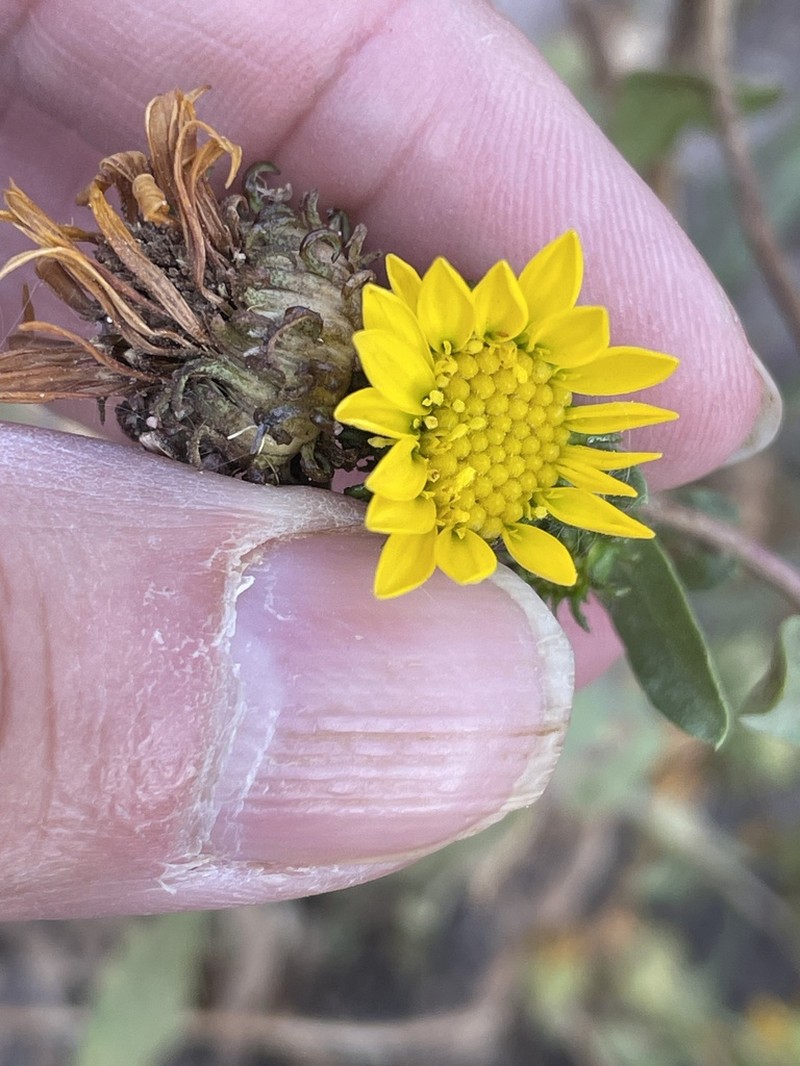 Howell's Gumweed photo 7