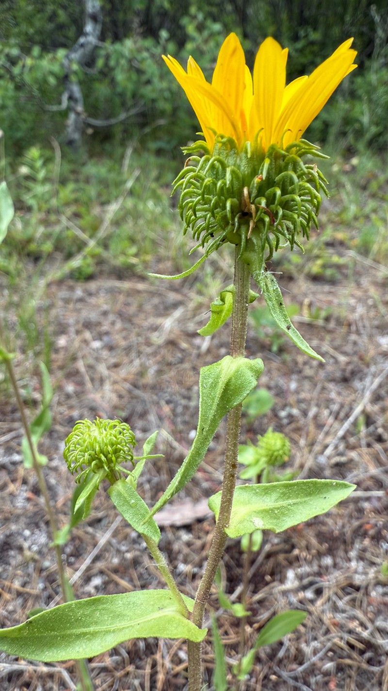 Howell's Gumweed photo 8