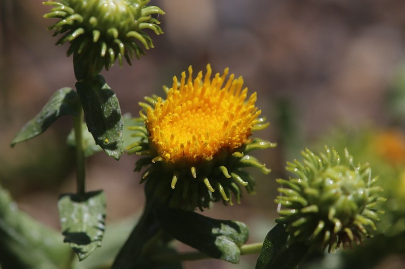 Colorado Gumweed