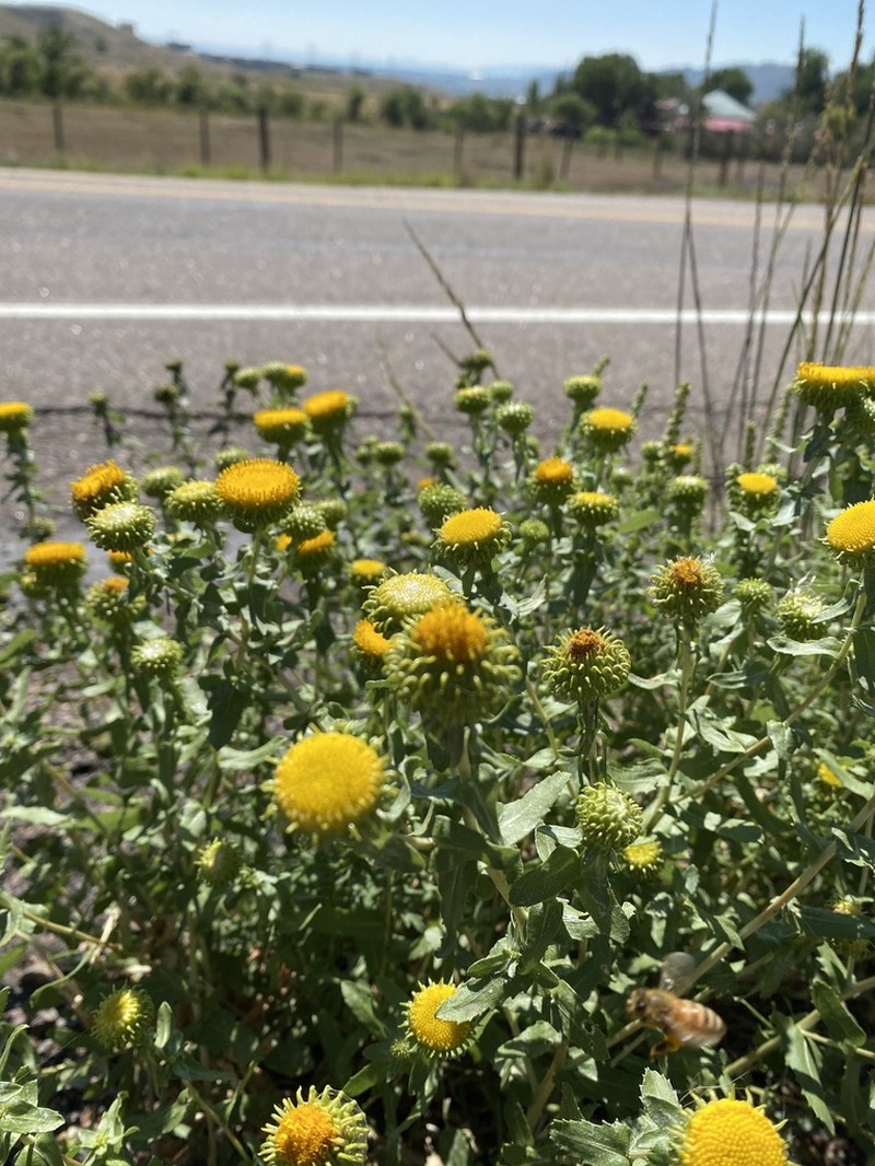 Colorado Gumweed photo 2