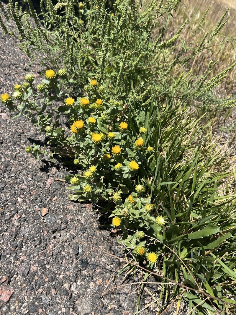 Colorado Gumweed photo 3