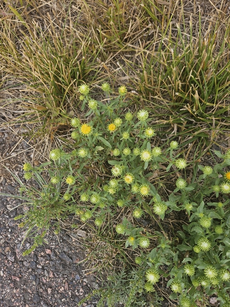 Colorado Gumweed photo 4