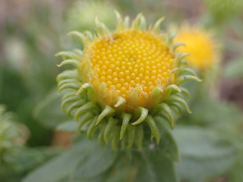 Colorado Gumweed photo 5