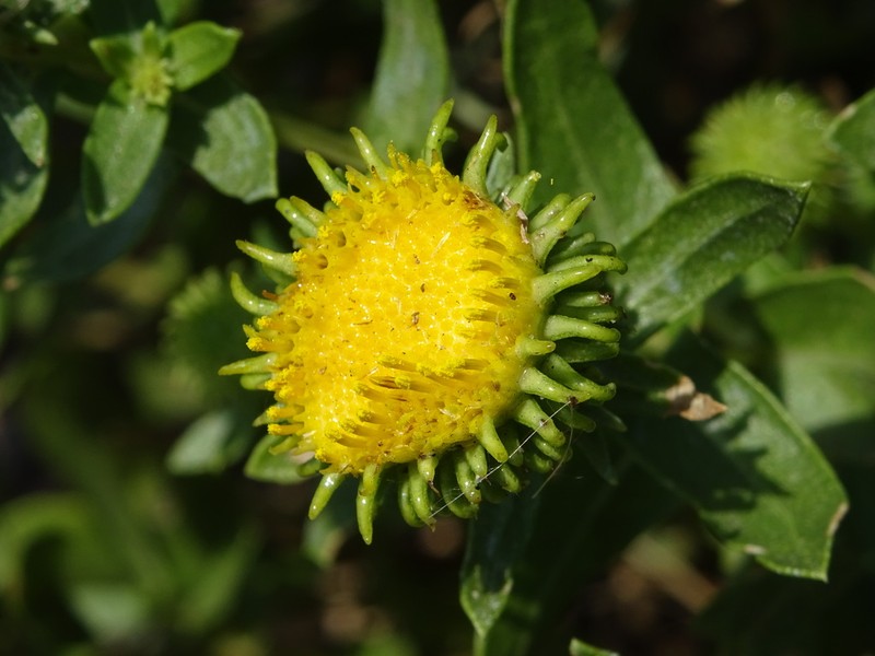 Colorado Gumweed photo 6