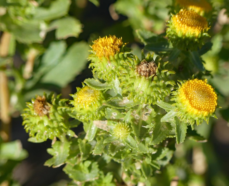 Colorado Gumweed photo 7
