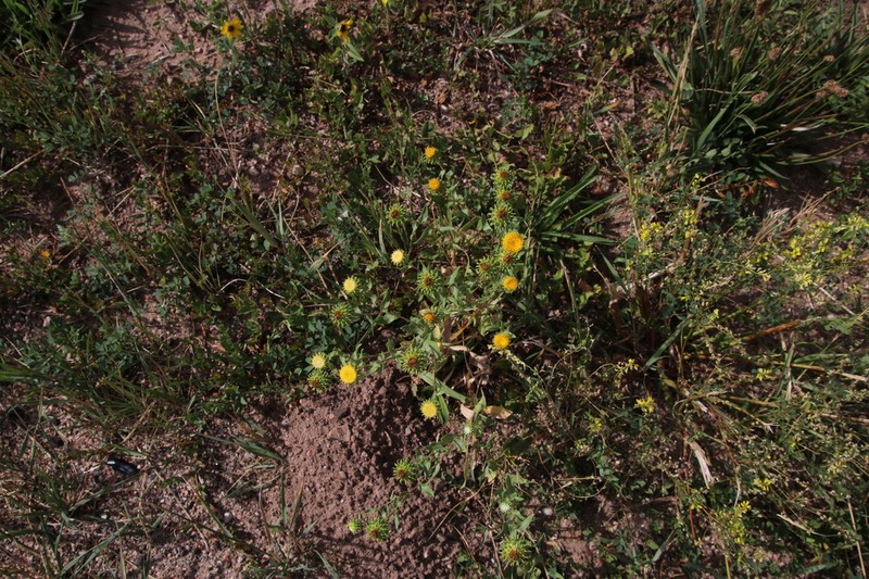 Colorado Gumweed photo 8