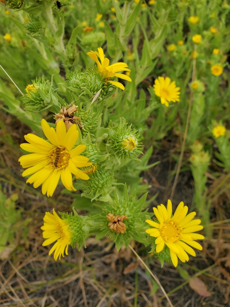Puget Sound Gumweed