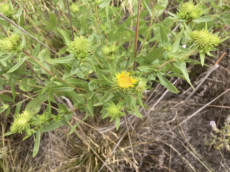 Puget Sound Gumweed