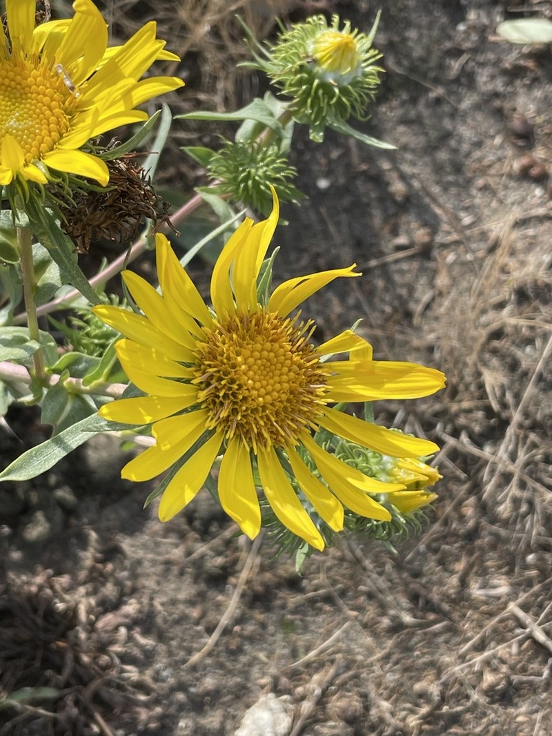 Puget Sound Gumweed photo 2