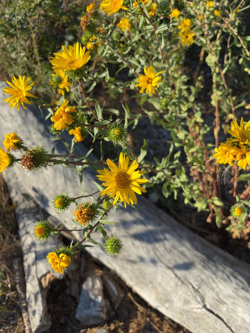Puget Sound Gumweed photo 3