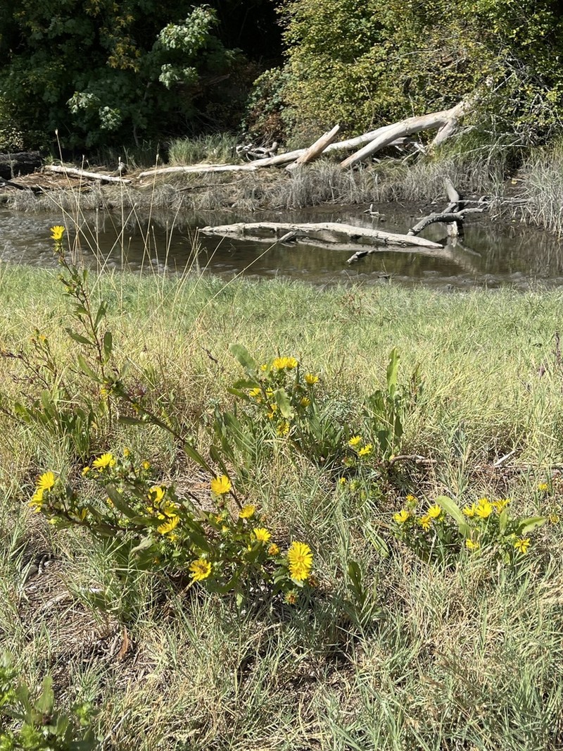 Puget Sound Gumweed photo 4