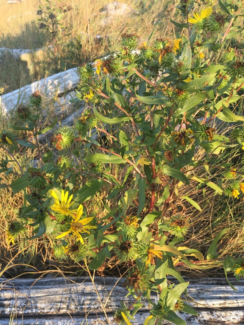 Puget Sound Gumweed photo 5