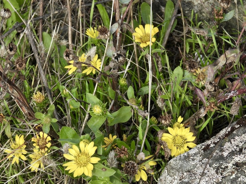Puget Sound Gumweed photo 6