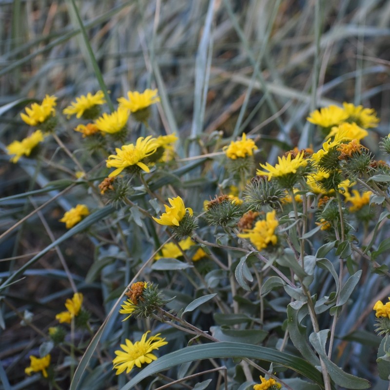 Puget Sound Gumweed photo 7
