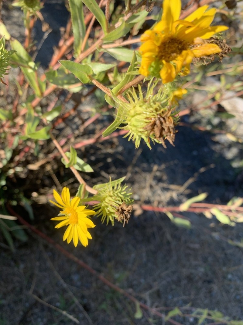 Puget Sound Gumweed photo 8