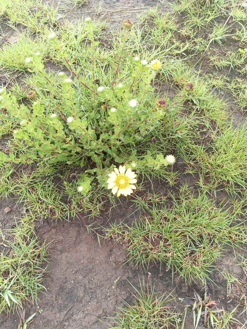 Grindelia inuloides