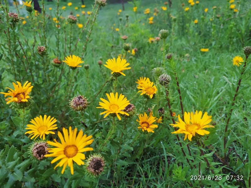 Grindelia inuloides photo 2