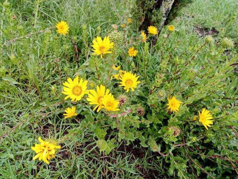 Grindelia inuloides photo 3