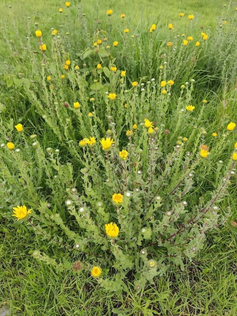 Grindelia inuloides photo 4