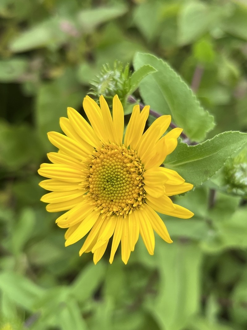 Grindelia inuloides photo 5